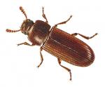 confused flour beetle