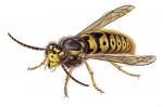 yellowjacket