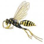 paper wasp