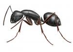 carpenter ant
